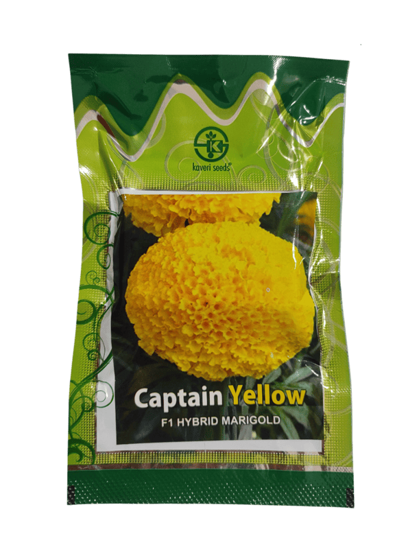 F1 Hybrid Marigold Captain Yellow by Kaveri Seed Company Limited