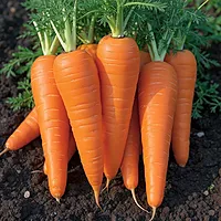 Carrot క్యారెట్