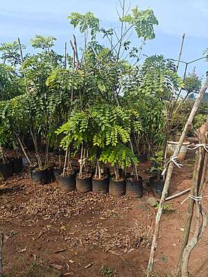 Cassia Rainbow Shower