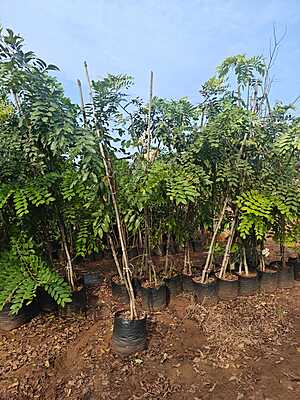 Cassia Rainbow Shower