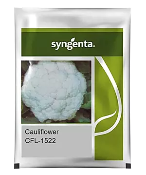 CFL 1522 CAULIFLOWER, 2000 SEEDS (Box of 10)