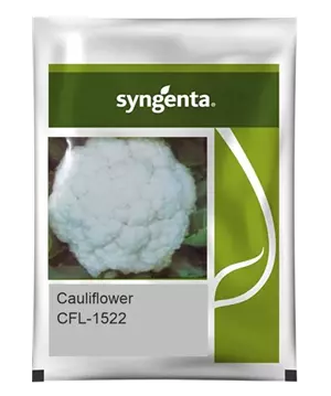 CFL 1522 CAULIFLOWER, 2000 SEEDS (Box of 10)