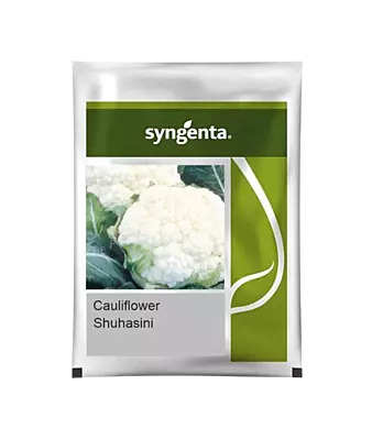 Syngenta Califlower Suhasini 2000nos