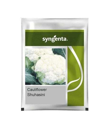 Syngenta Califlower Suhasini 2000nos