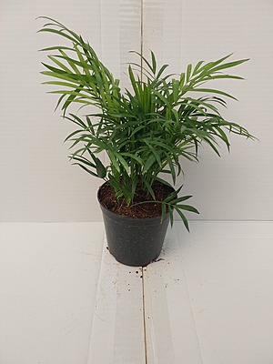 Chaemaedorea Elegans