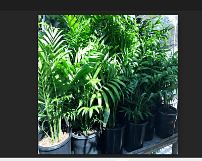 Chaemaedorea Elegans