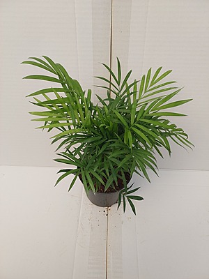 Chaemaedorea Elegans