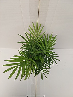 Chaemaedorea Elegans