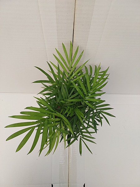 Chaemaedorea Elegans