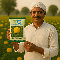 Hybrid Marigold TG-Yellow