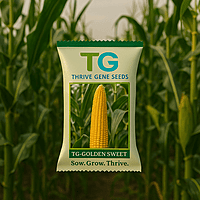 Hybrid Sweet Corn TG-Golden Sweet