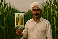 Hybrid Sweet Corn TG-Golden Sweet