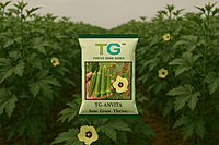 Hybrid Okra TG-Anvita