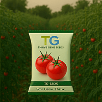 Hybrid Tomato TG-Leon