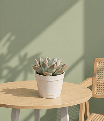 Echeveria Lipstick Agavoides