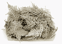 Champagne Candy Grass Leaves