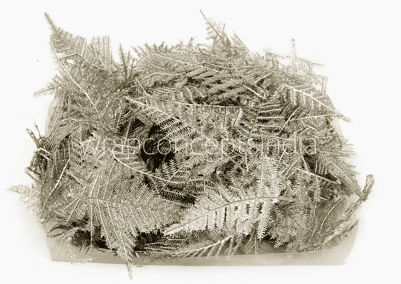 Champagne Candy Grass Leaves