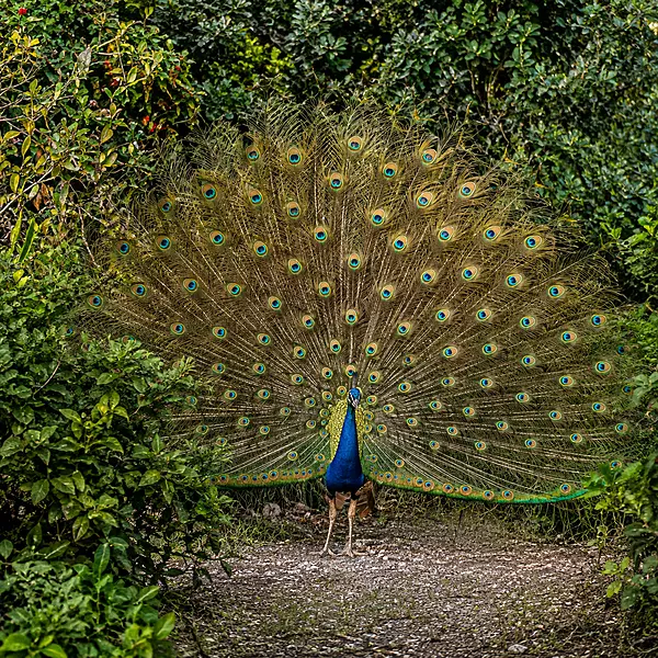 The Magical Peacock