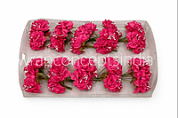 Deep Pink Windflower