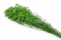 Preserved Baby Breath - Multicolour