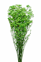 Preserved Baby Breath - Multicolour