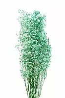 Preserved Baby Breath - Multicolour
