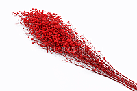 Preserved Baby Breath - Multicolour