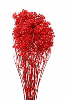 Preserved Baby Breath - Multicolour