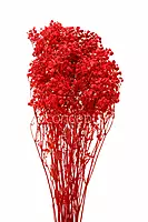 Preserved Baby Breath - Multicolour