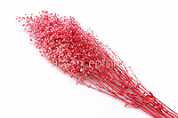 Preserved Baby Breath - Multicolour