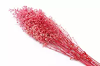 Preserved Baby Breath - Multicolour