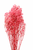 Preserved Baby Breath - Multicolour