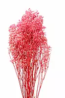 Preserved Baby Breath - Multicolour