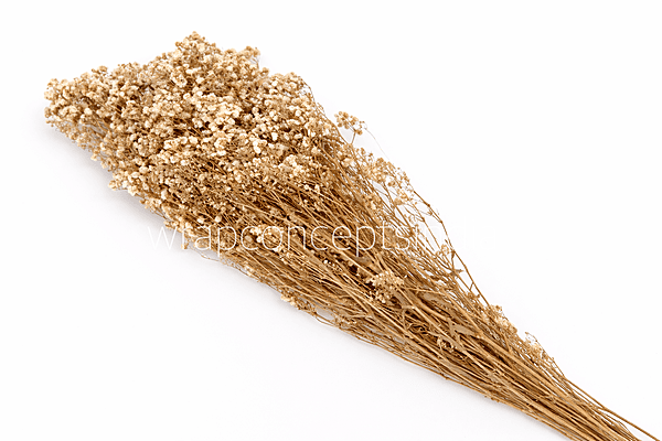 Preserved Baby Breath - Multicolour