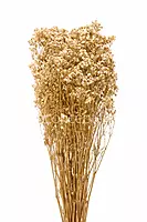 Preserved Baby Breath - Multicolour