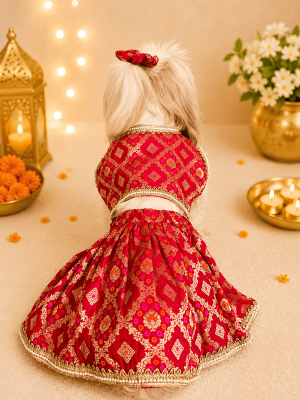 Gulnaar Pet Lehenga Choli