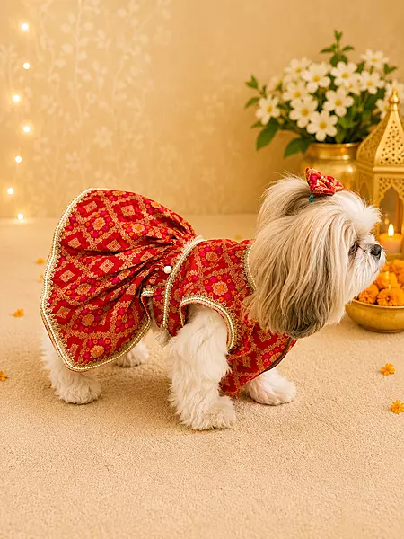 Gulnaar Pet Lehenga Choli