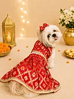 Gulnaar Pet Lehenga Choli