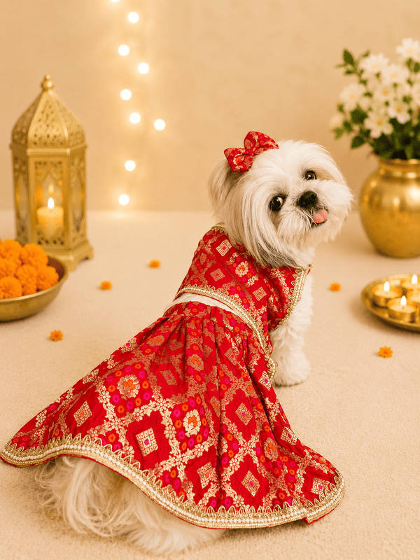 Gulnaar Pet Lehenga Choli