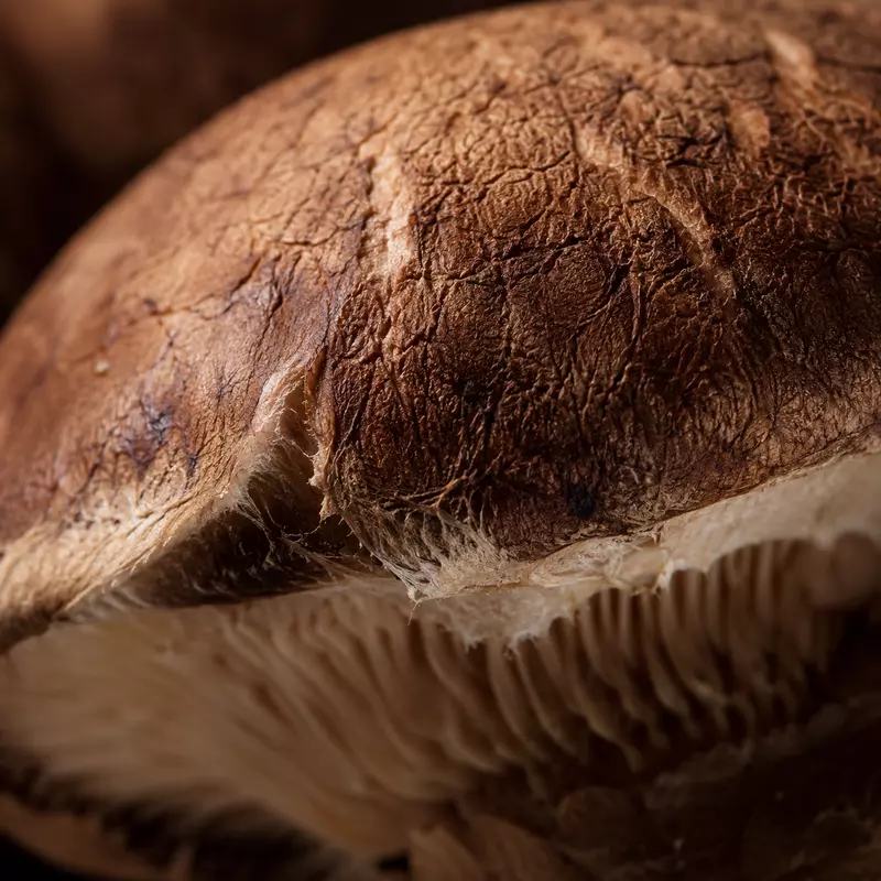 Portobello Mushroom