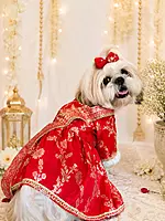 Royal Zari Dog Saree