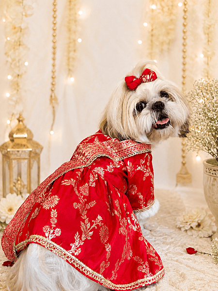 Royal Zari Dog Saree