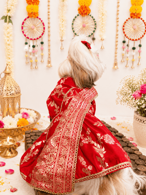 Royal Zari Dog Saree