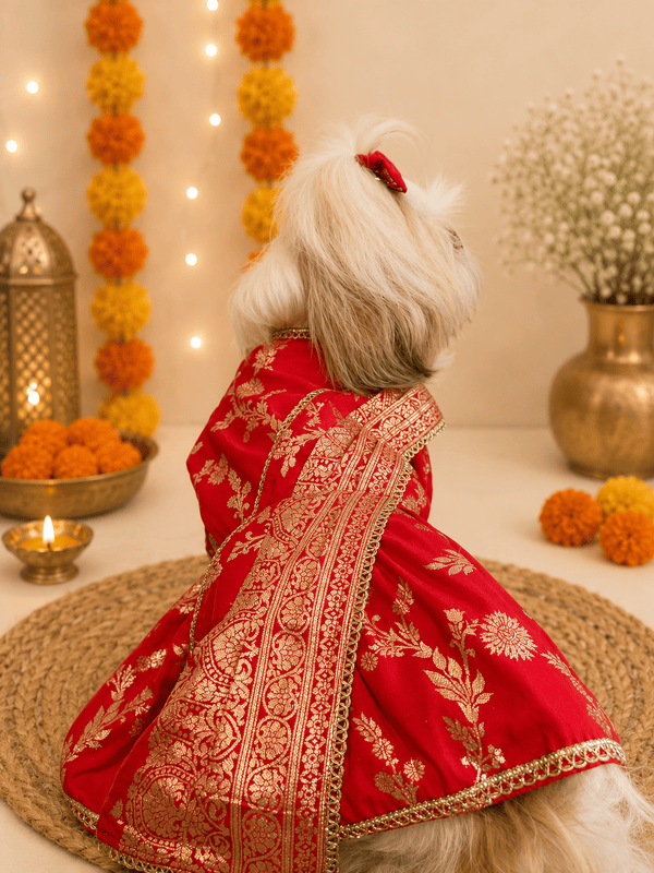 Royal Zari Dog Saree