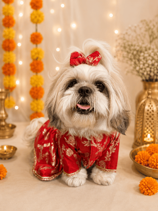 Royal Zari Dog Saree