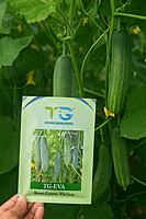 Hybrid Cucumber TG-Eva
