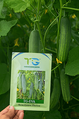 Hybrid Cucumber TG-Eva