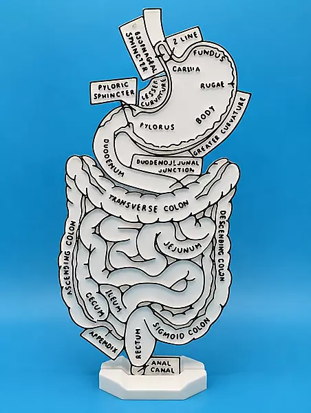 Human Digestive System Colouring Mode
