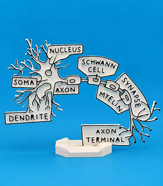 Human Neuron synapse Colouring Model