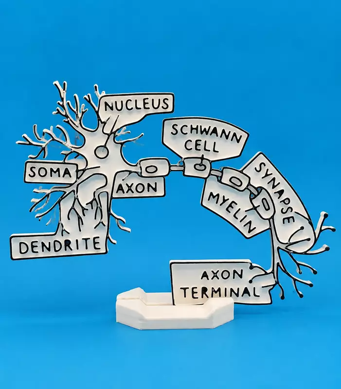 Human Neuron synapse Colouring Model